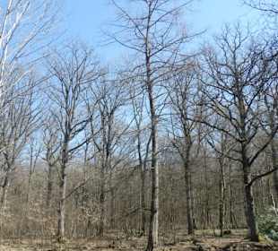 Schwanberg: am Zypressensee
