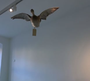 Museum für Naturkunde