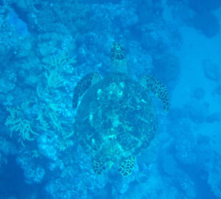 Schildkröte am Hausriff