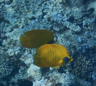 Hausriff-Maskenfalterfische