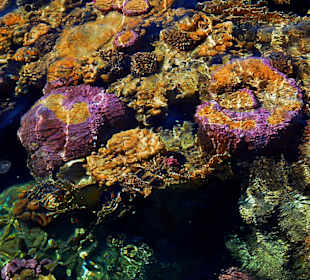 Korallenriff (Blick vom Steg)