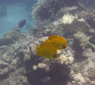 Die waren immer zu zweit unterwegs