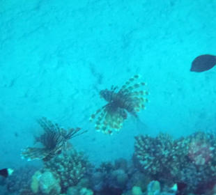 Rotfeuerfische am Hausriff