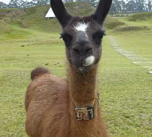 Lamas zahm, man konnte richtig nah ran