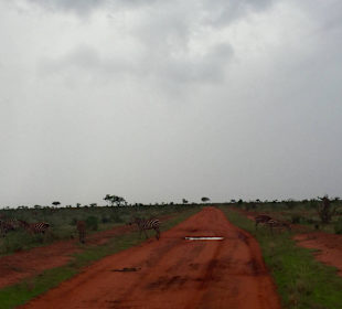 Zebry na safari w Tsavo East