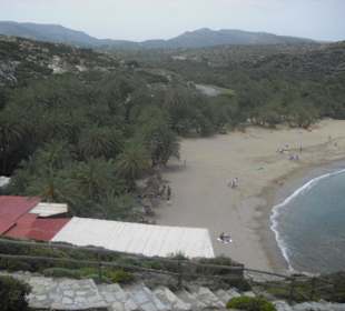Naturpalmen soweit das Auge reicht