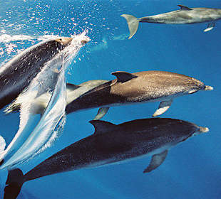 Delfinschule