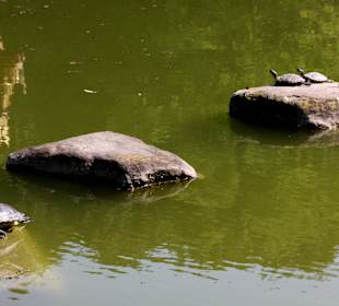 Auch die Wasserschildkröten fühlen sich im Westpark