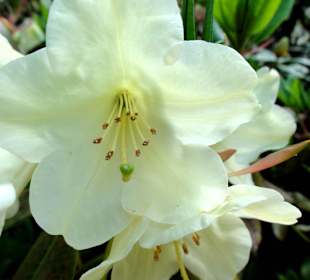 Spaziergang durch den Rhododendronpark im Mai