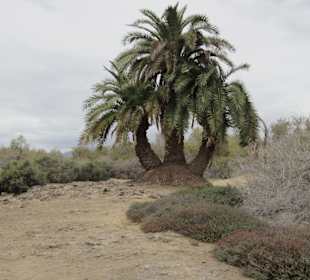 Bewuchs in den Dünen von Maspalomas