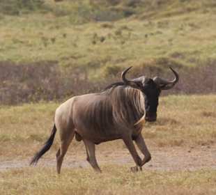 Gnu Amboseli 