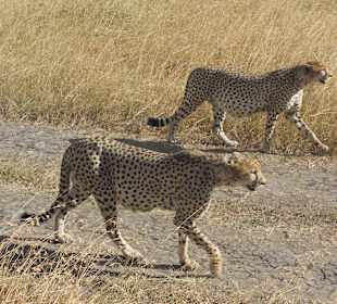 Gepardenpaar