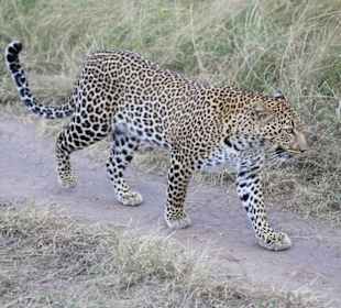 Leopard Masai Mara