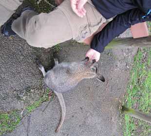 Beim Kängurufüttern