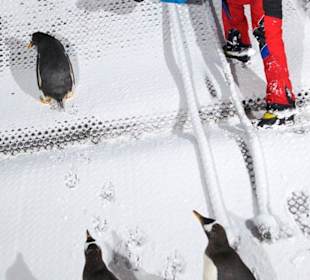 Пингвины в горнолыжном комплексе