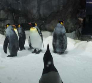 Besonders die Kinder hatten viel Spaß