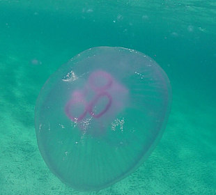 Schnorcheln Abu Dabbab