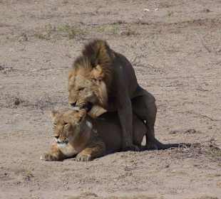 Zur Sache Schätzchen