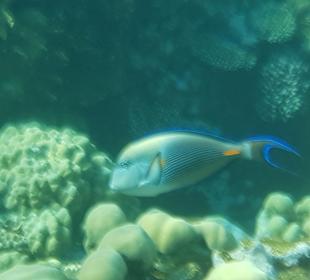 Schnorcheln Soma Bay