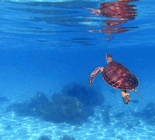 Schnorcheln Marsa Alam