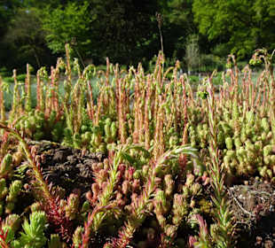 Der Bremer Botanische Garten im Mai