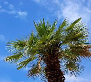 Prachtpalmen im Garten