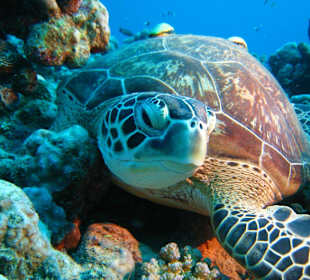 Schildkröte am Hausriff