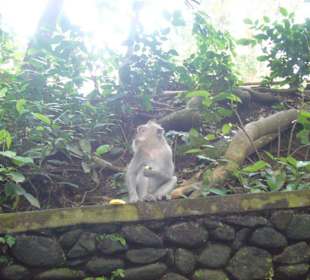 Monkey Forest