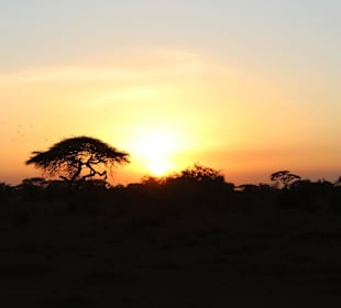 Traumhafter Sonnenuntergang während der Safari