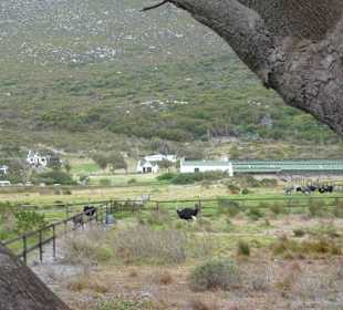 Kap der Guten Hoffnung