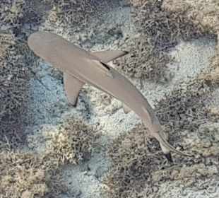 Schnorcheln Marsa Alam