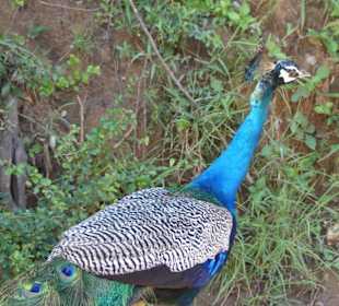 Ein Pfau war auch dabei