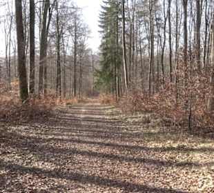 Premiumwanderweg Hohenwittlingensteig