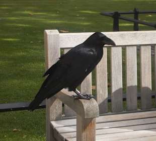 Ein Rabe im Tower of London