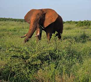 Tsavo 