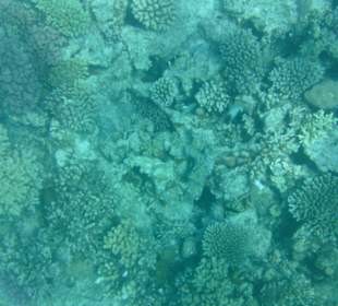 Korallen und Fische