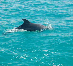 Delfintour Midoun