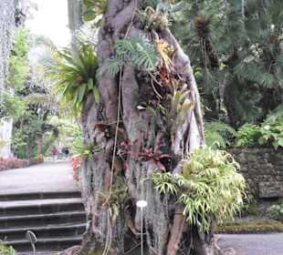 Im Jardín de aclimatación de La Orotava