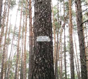 Schwer zu erkennen am Baum 