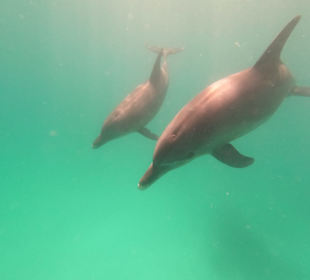 Delfinausflug