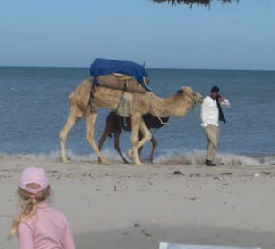 Kamel am Strand