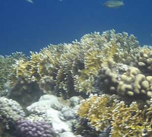 So muss ein Riff aussehen