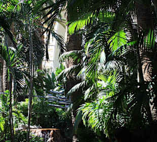 Regenwald im Eingangsbreich Hotel Mirage