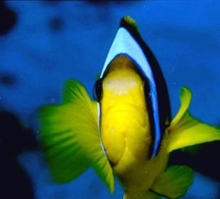 Tauchen und Schnorcheln in Hurghada-Amy Reisen