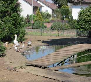 Vogelpark Graben-Neudorf
