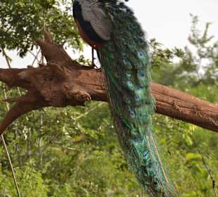 Nationalpark Udawalawe
