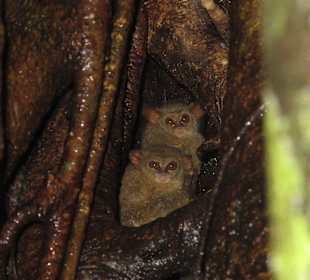 Tarsier im Tangkoko