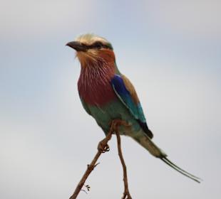 Julius Tact / JT Safaris