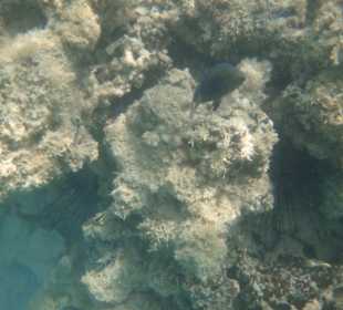 Coralls near the beach