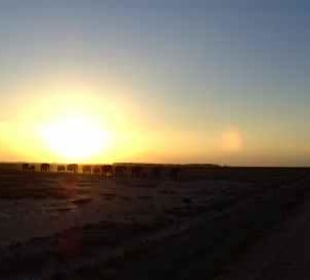 Elefantenherde bei Sonnenuntergang